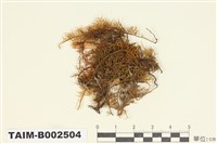 藏品(羽苔屬)的圖片